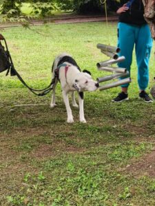 Immagine WhatsApp 2024-12-04 ore 23.40.57_79eafa85