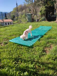 Immagine WhatsApp 2024-12-04 ore 23.40.58_4a85b791