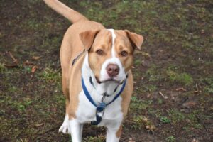 Immagine WhatsApp 2024-12-04 ore 23.41.02_2d15a3cf