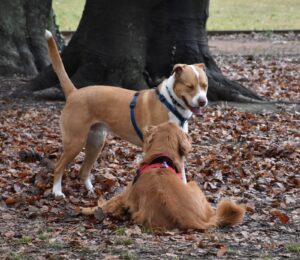 Immagine WhatsApp 2024-12-04 ore 23.41.02_b2e55720