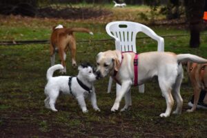 Immagine WhatsApp 2024-12-04 ore 23.41.02_c61b2d0f