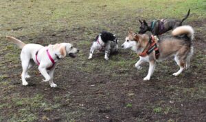 Immagine WhatsApp 2024-12-04 ore 23.41.04_d1c9ae7e